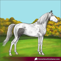 Horse Color:Gray Silver Smoky Black Splash Tobiano
