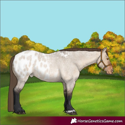Horse Color:Brown Roan Dun Appaloosa