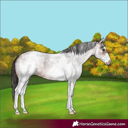 Horse Color:White Spotted Bay Roan Appaloosa