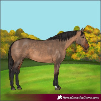 Horse Color:Bay Dun 