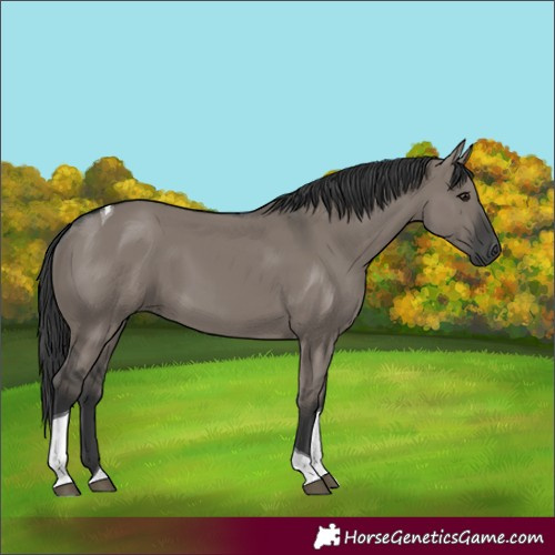 Horse Color:Grullo Tobiano Rabicano 