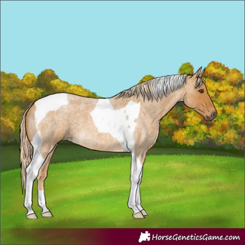 Horse Color:Palomino Roan Tobiano 