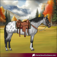 Horse Color:Brown Roan Tobiano Appaloosa 