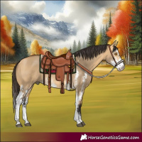 Horse Color:Buckskin Dun Sabino Rabicano