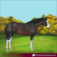 Horse Color:Brown Splash Varnish 