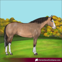 Horse Color:Bay Dun Splash Rabicano