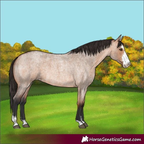 Horse Color:Bay Roan Dun Sabino