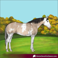 Horse Color:Bay Dun Sabino Splash Rabicano 