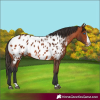 Horse Color:Bay Splash Appaloosa