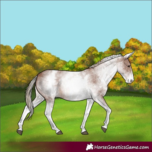 Horse Color:White Spotted Chestnut Sabino