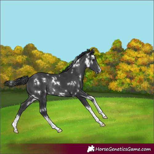 Horse Color:White Spotted Black Rabicano 