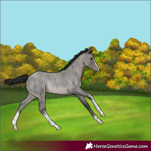 Horse Color:White Spotted Grullo Roan Rabicano 