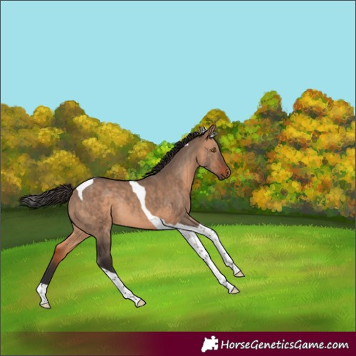 Horse Color:Bay Dun Tobiano Rabicano 