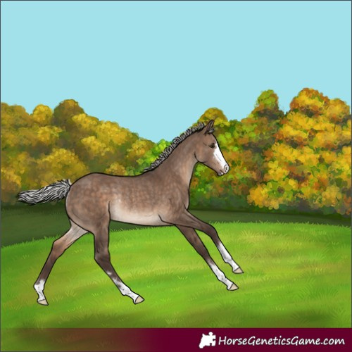 Horse Color:Silver Brown Dun Rabicano