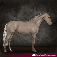 Horse Color:Silver Grullo Appaloosa 