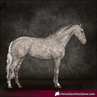 Horse Color:Silver Grullo Appaloosa Rabicano 