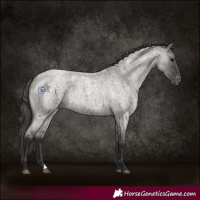 Horse Color:Grullo Roan Appaloosa 