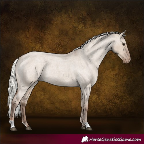 Horse Color:Silver Grullo Roan Appaloosa Rabicano 