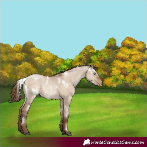 Horse Color:White Spotted Brown Pearl Dun Rabicano
