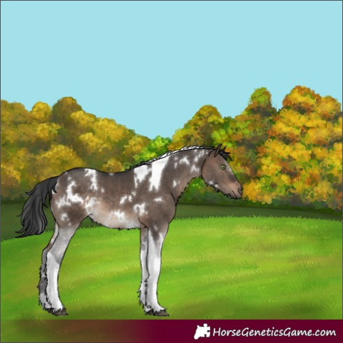 Horse Color:White Spotted Brown Dun Tobiano Rabicano 