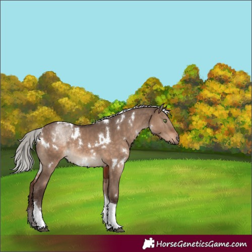 Horse Color:White Spotted Silver Brown Dun Tobiano Rabicano 