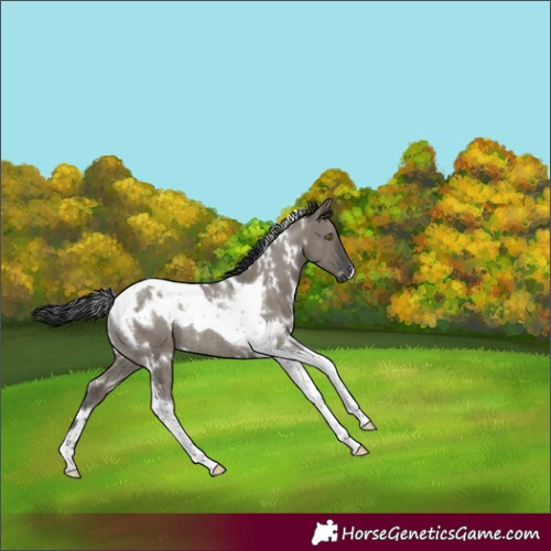 Horse Color:White Spotted Grullo Tobiano Rabicano