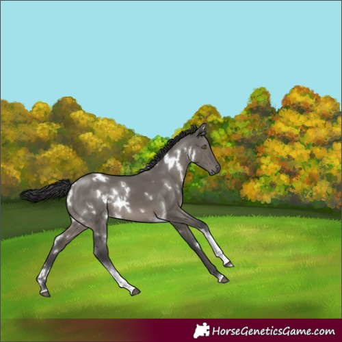 Horse Color:White Spotted Grullo Tobiano Rabicano
