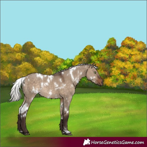 Horse Color:White Spotted Silver Brown Dun Rabicano 