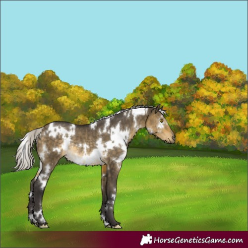 Horse Color:White Spotted Silver Buckskin Dun Rabicano 