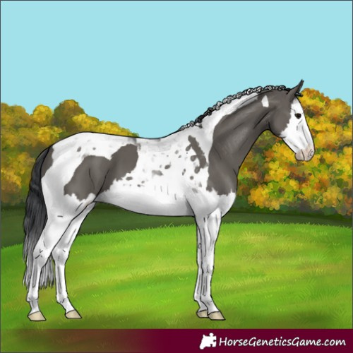 Horse Color:Grullo Splash Tobiano 