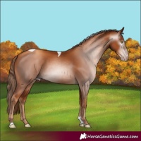 Horse Color:Gray Gold Champagne Tobiano 