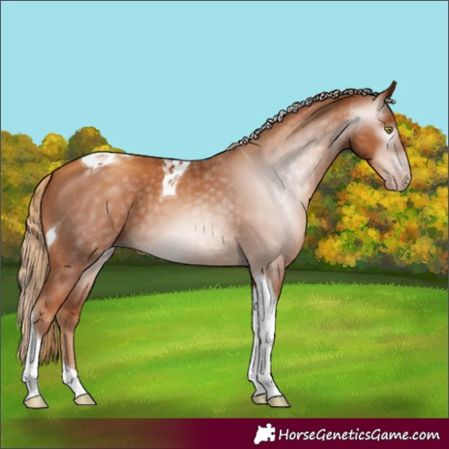 Horse Color:Gray Gold Champagne Tobiano