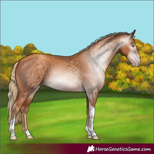Horse Color:Gray Gold Champagne Tobiano