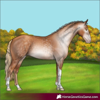 Horse Color:Gray Gold Champagne Tobiano 