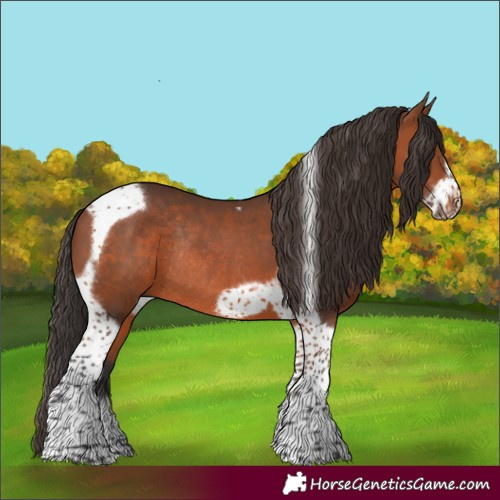 Horse Color:Bay Tobiano Frame Rabicano