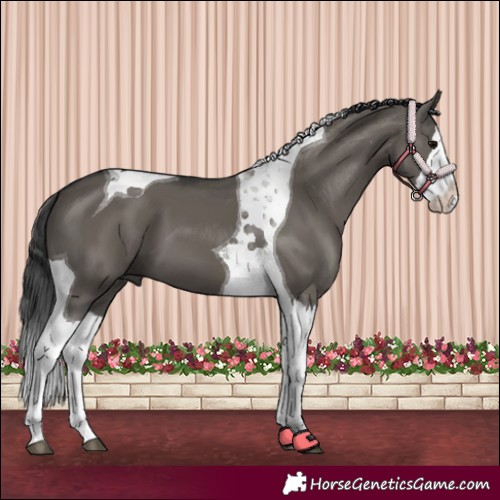 Horse Color:Grullo Splash Tobiano 