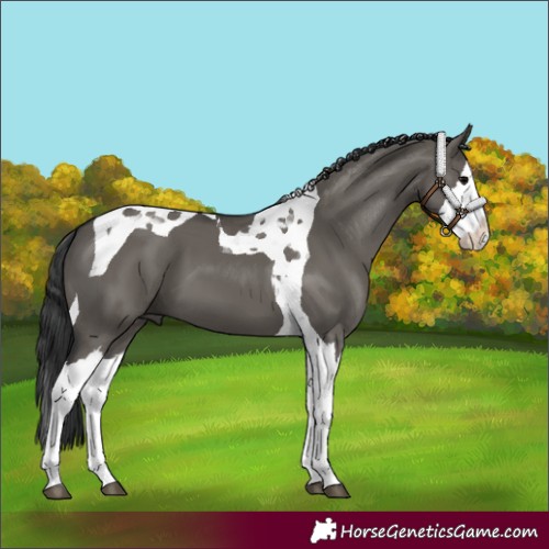 Horse Color:Grullo Splash Tobiano