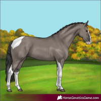 Horse Color:Grullo Splash Tobiano