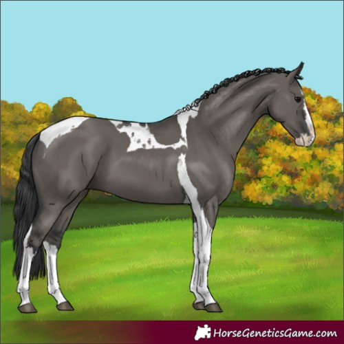 Horse Color:Grullo Splash Tobiano 