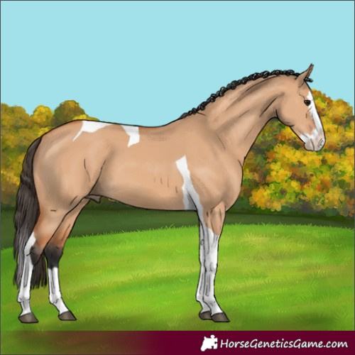 Horse Color:Bay Dun Splash Tobiano 