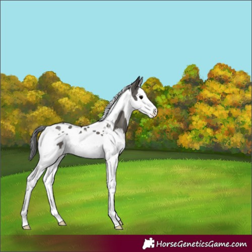 Horse Color:Grullo Splash Tobiano 