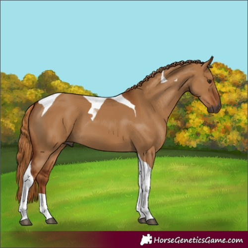 Horse Color:Gray Red Dun Tobiano 