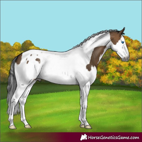 Horse Color:Gray Brown Dun Splash Tobiano 