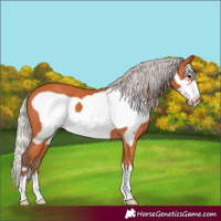 Horse Color:Silver Bay Frame