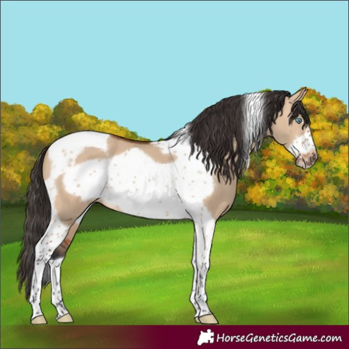 Horse Color:Bay Dun Tobiano Frame 