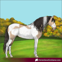 Horse Color:Bay Dun Tobiano Frame 