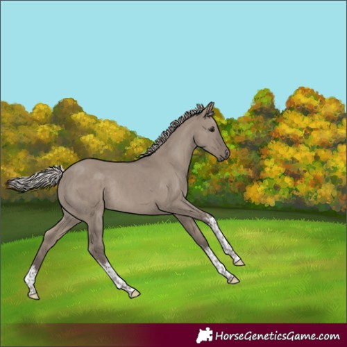 Horse Color:White Spotted Silver Grullo Rabicano
