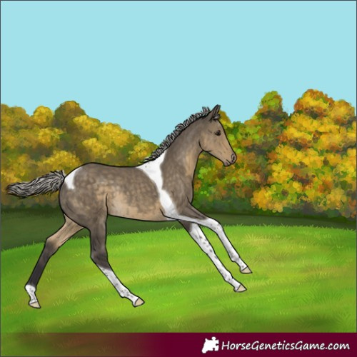 Horse Color:Silver Smoky Grullo Tobiano Rabicano 