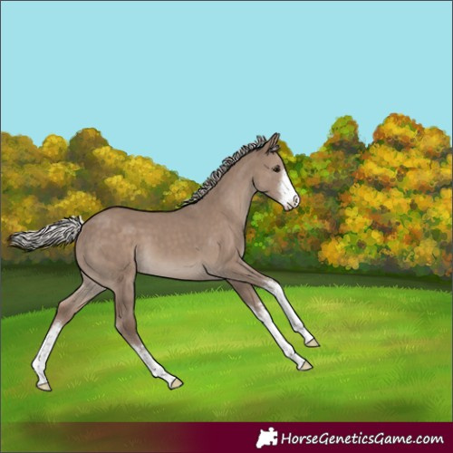 Horse Color:White Spotted Silver Grullo 