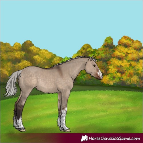 Horse Color:White Spotted Silver Brown Dun Rabicano 